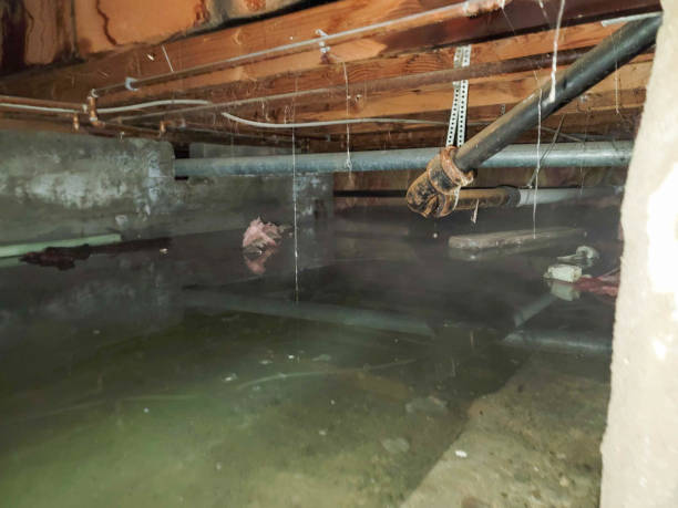 Best Flood restoration services  in Questa, NM