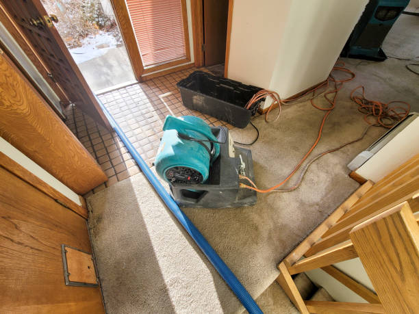 Best Local water damage restoration  in Questa, NM
