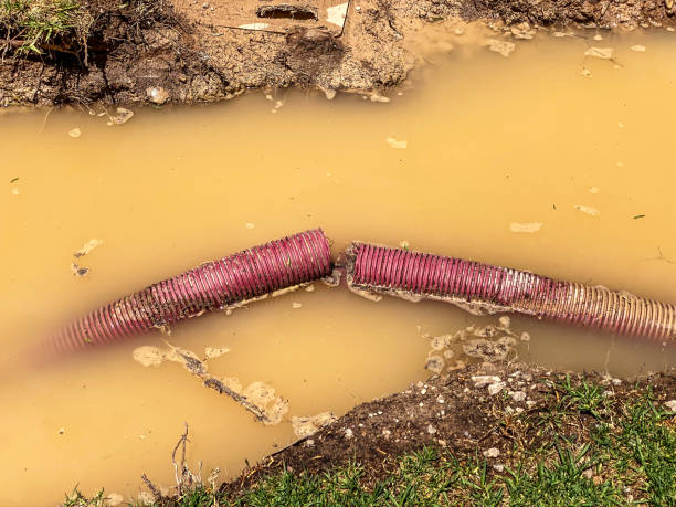 Best Local water damage restoration  in Questa, NM
